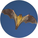 Jean-Claude Baur profile picture